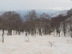 石跳沢の下流部樹林帯
