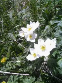 可憐なキタダケソウ 可憐なキタダケソウ