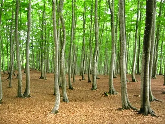 ずらりブナが美しい 松之山の美人林 ずらりブナが美しい 松之山の美人林